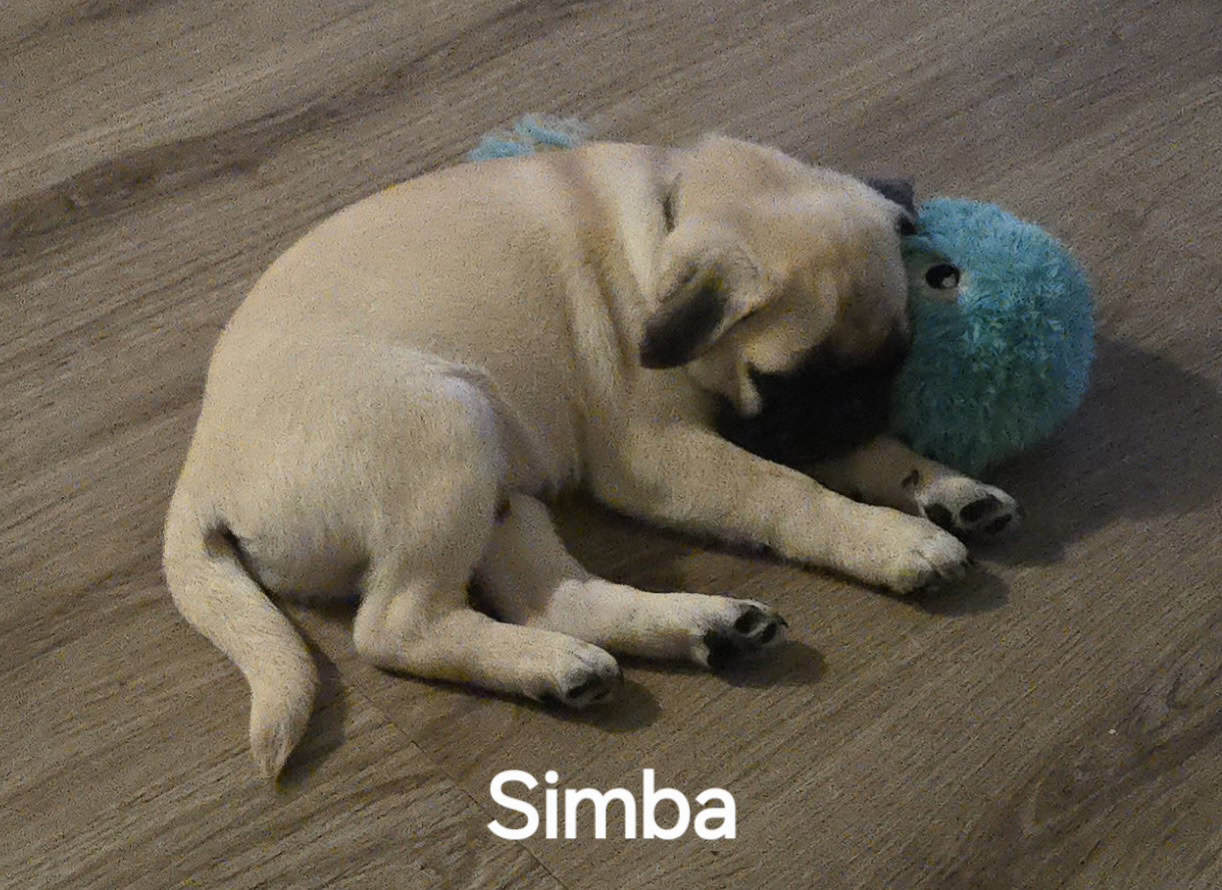 Mr. Simba image 2