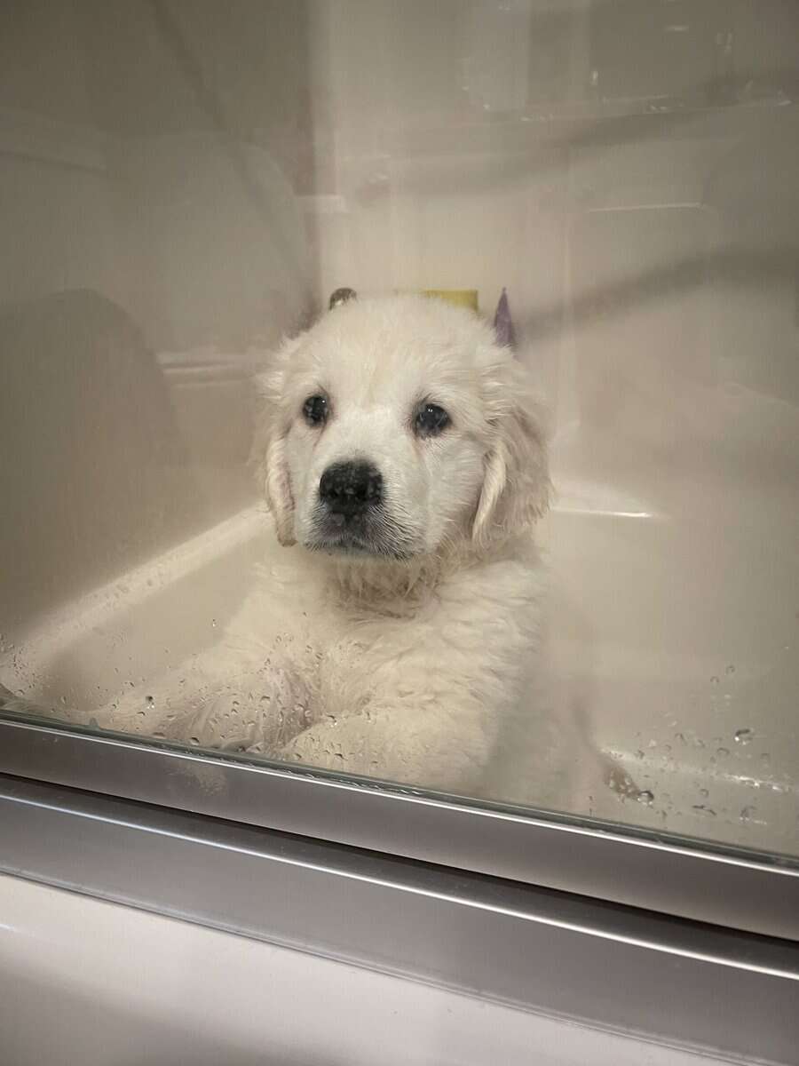 Meet Oakley! image 3