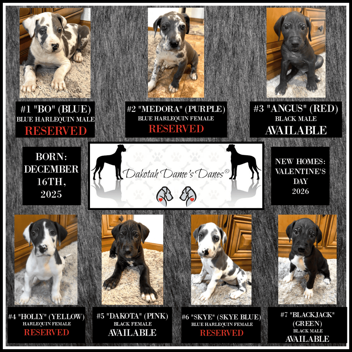 AKC PUREBRED GREAT DANE PUPPIES IN NORTH DAKOTA image 1