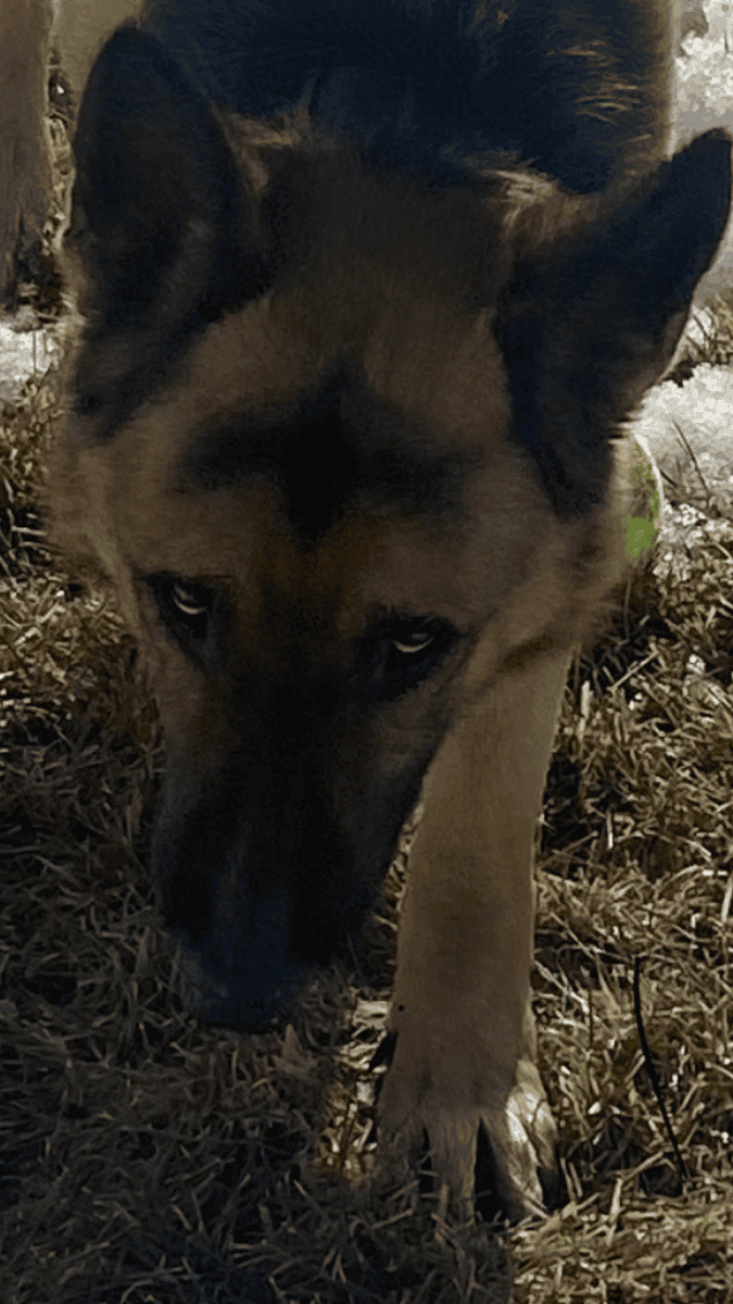 Sable German Sheperds image 11