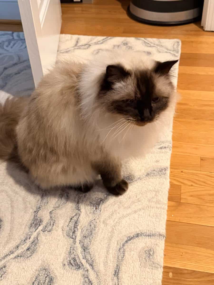 Purebred Ragdoll Cat, 10 year old image 5