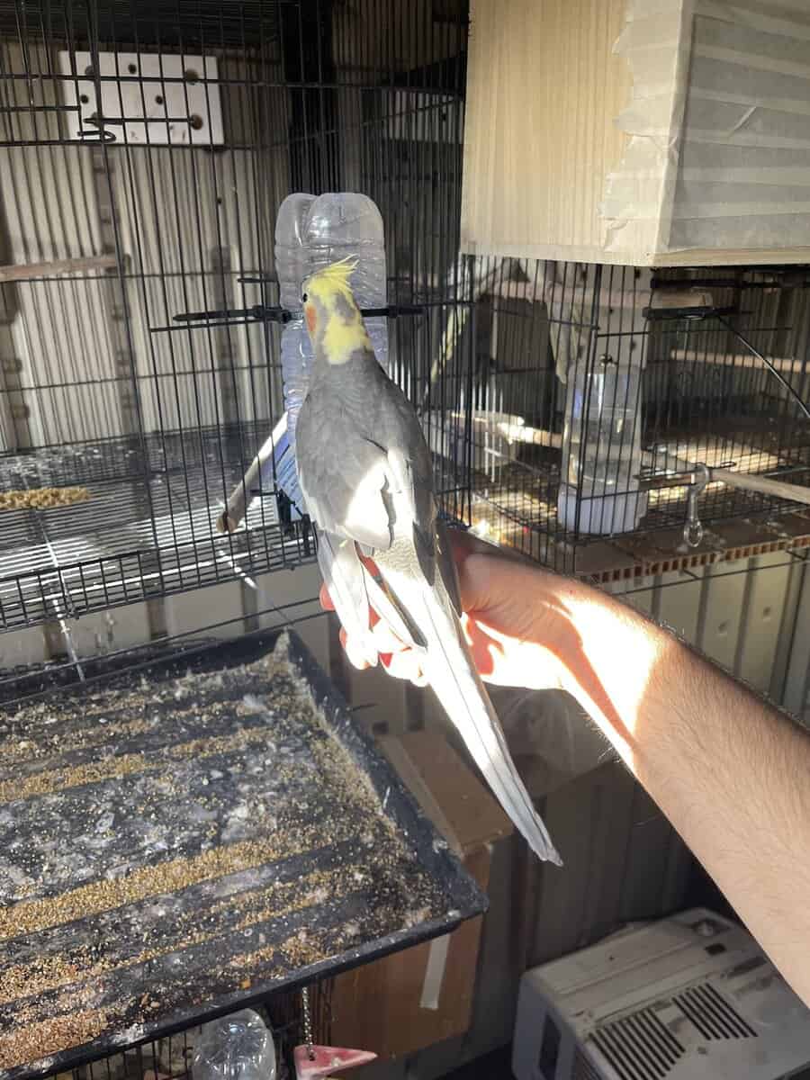 Fully tame female cockatiel image 3