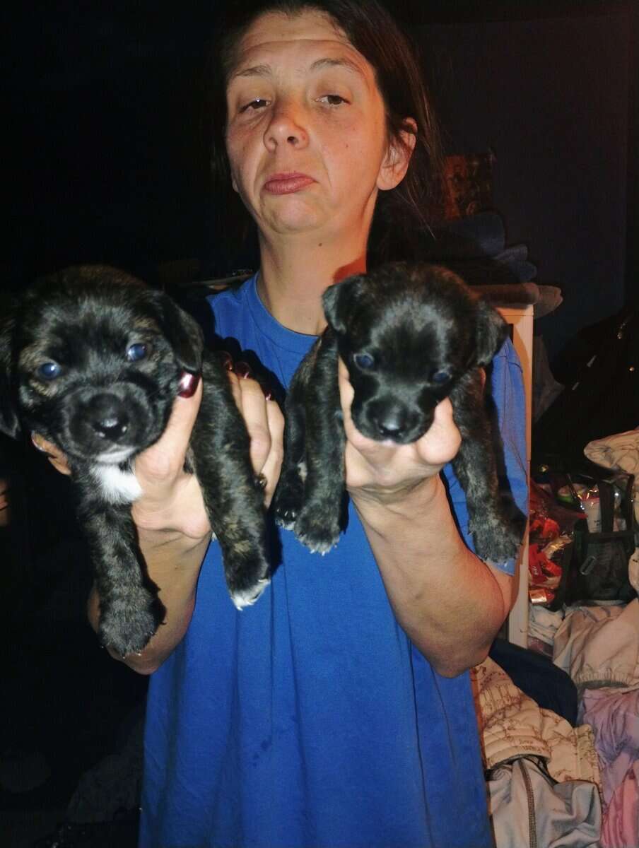 Puppies image 3