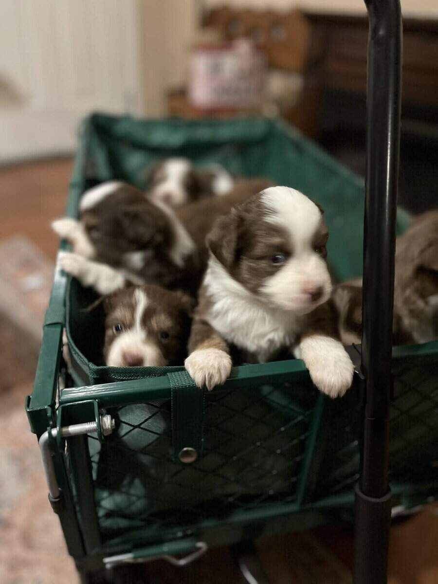 Miniature Australian Puppies image 1