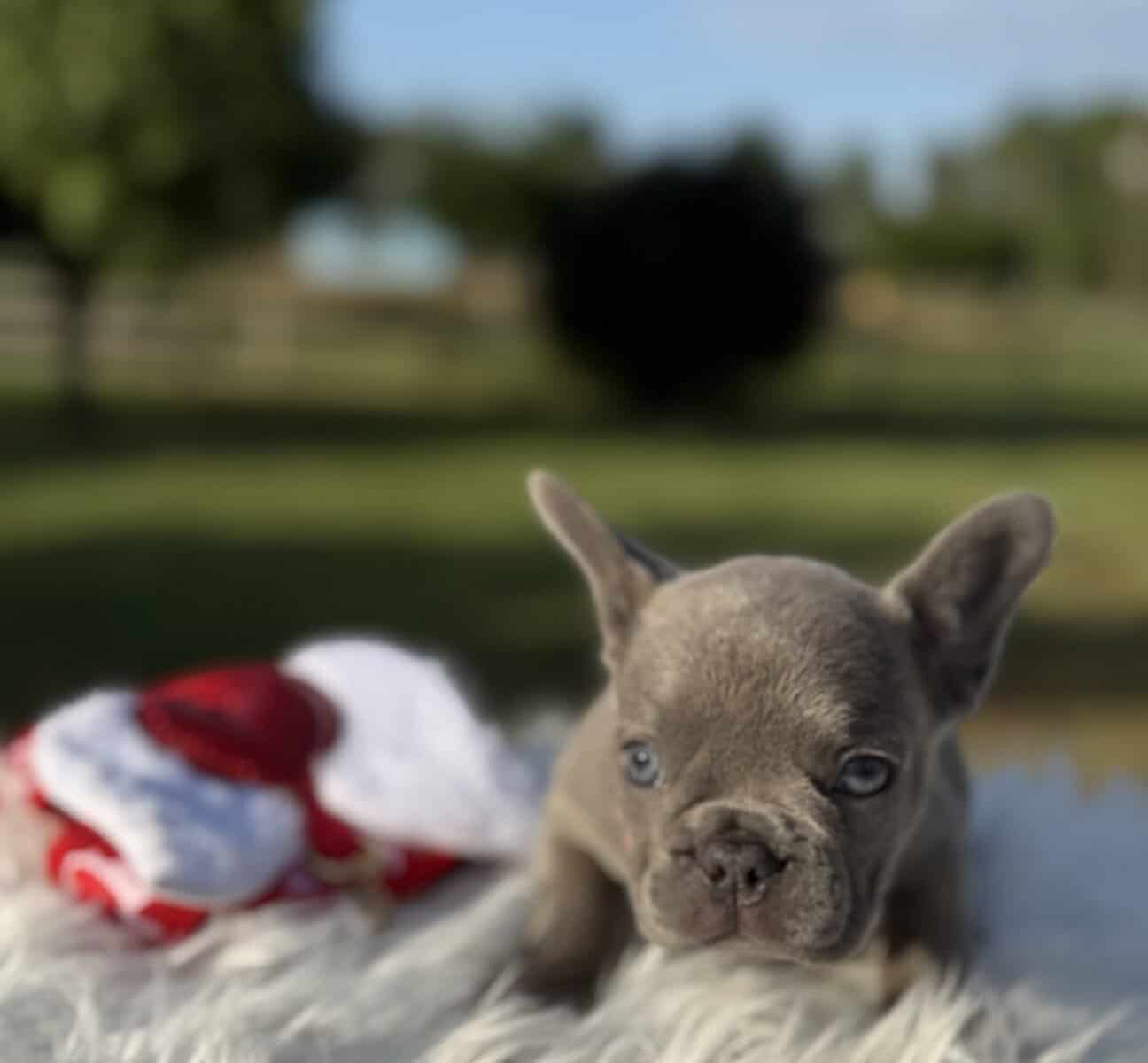 Lilac Brindle Female French Bulldog image 6