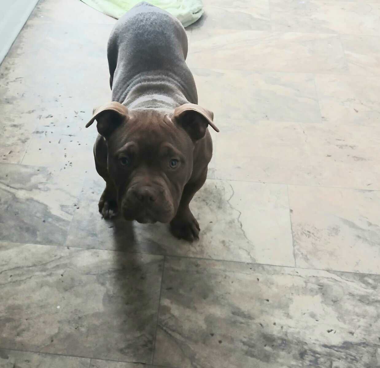 Meet Deeno image 4
