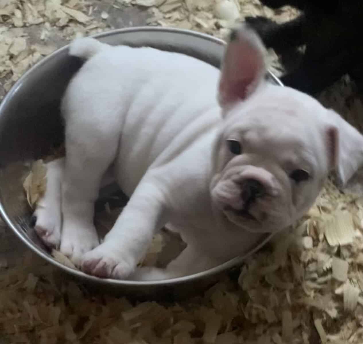 French English Bulldog puppies image 2