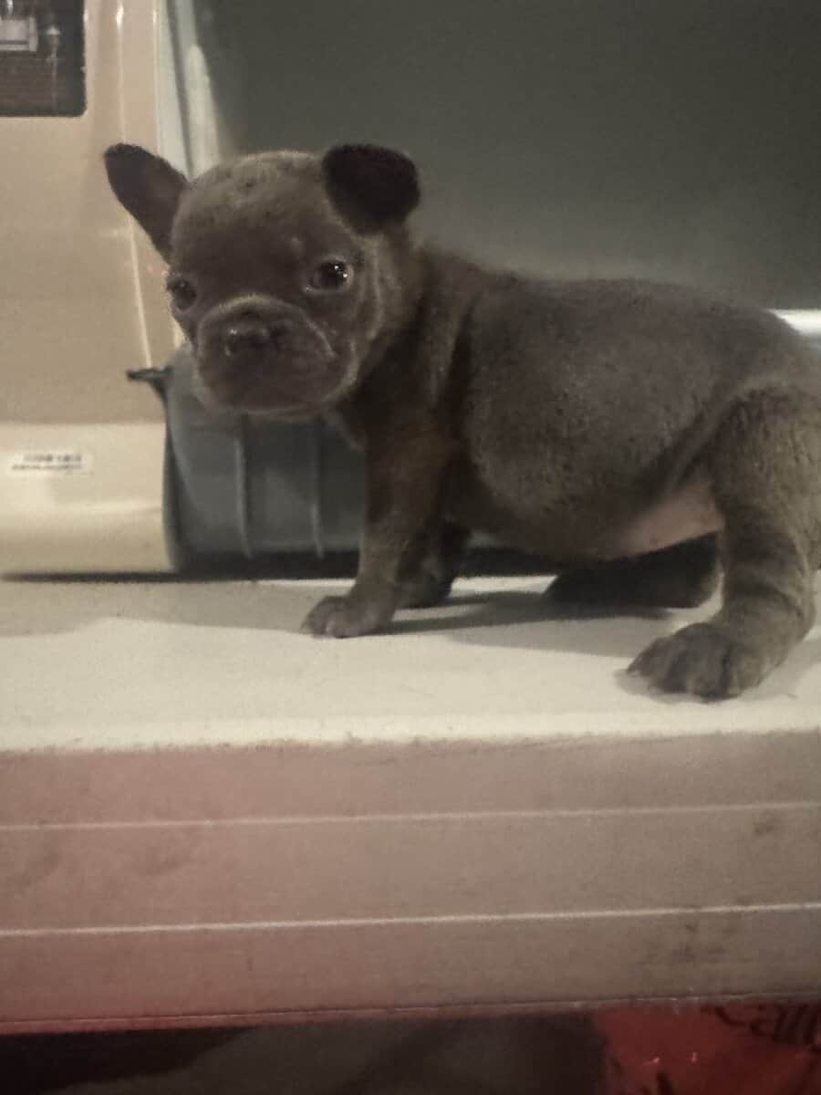 French Bulldog pup image 11