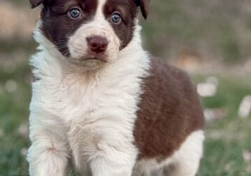 Caddy the Border Collie