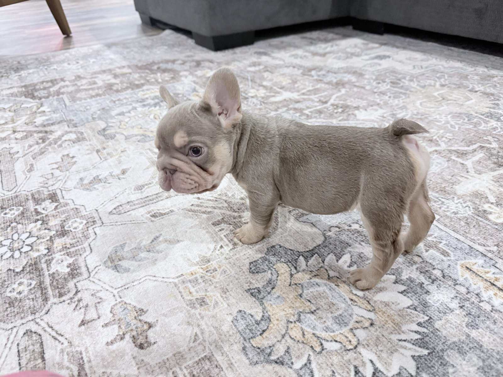 French Bulldog image 12