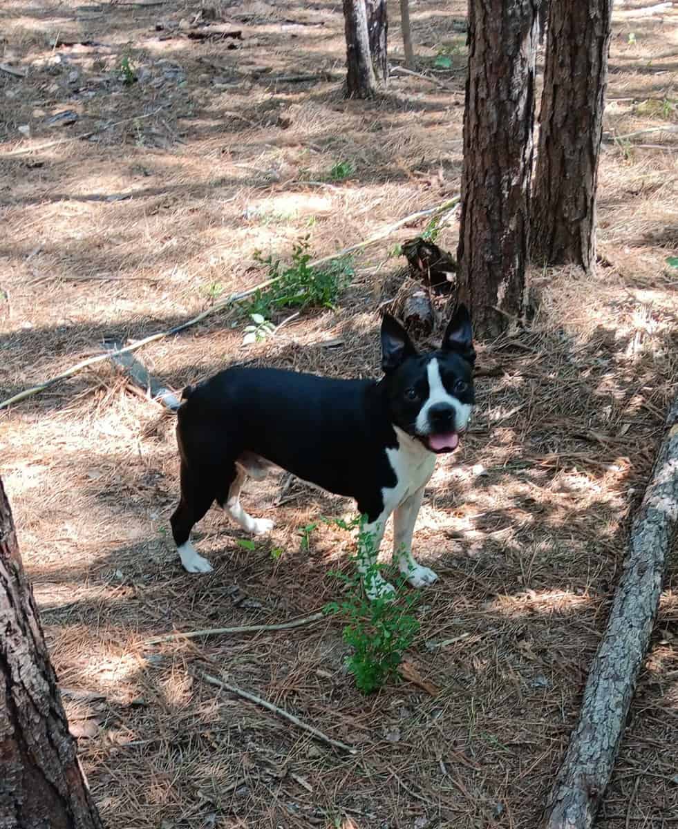 Boston terriers image 1