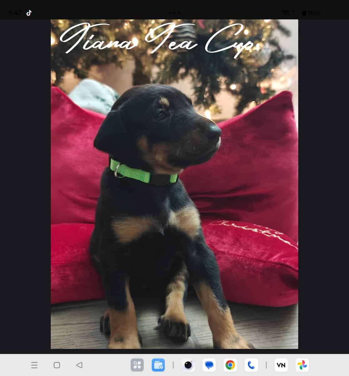 Doberman rottweiler image 3