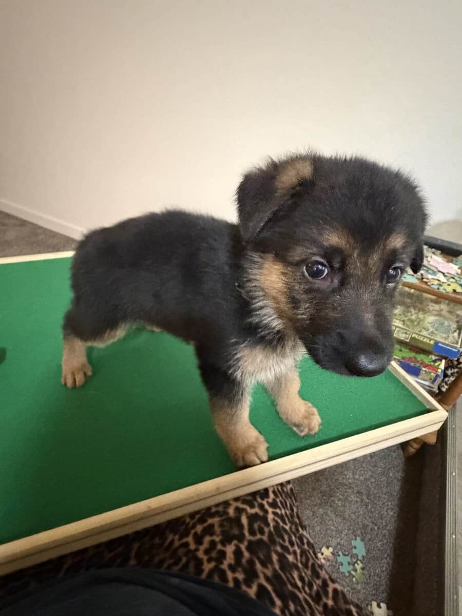 AKC German Shepherd puppies image 11