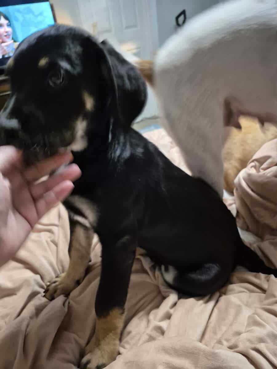 Puppies looking for love image 2