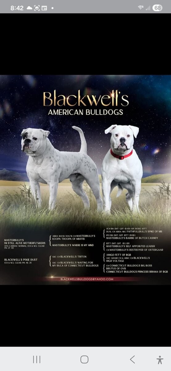 American Bulldogs image 7