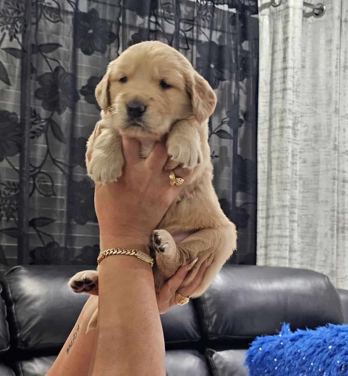 Golden retriever puppies image 2