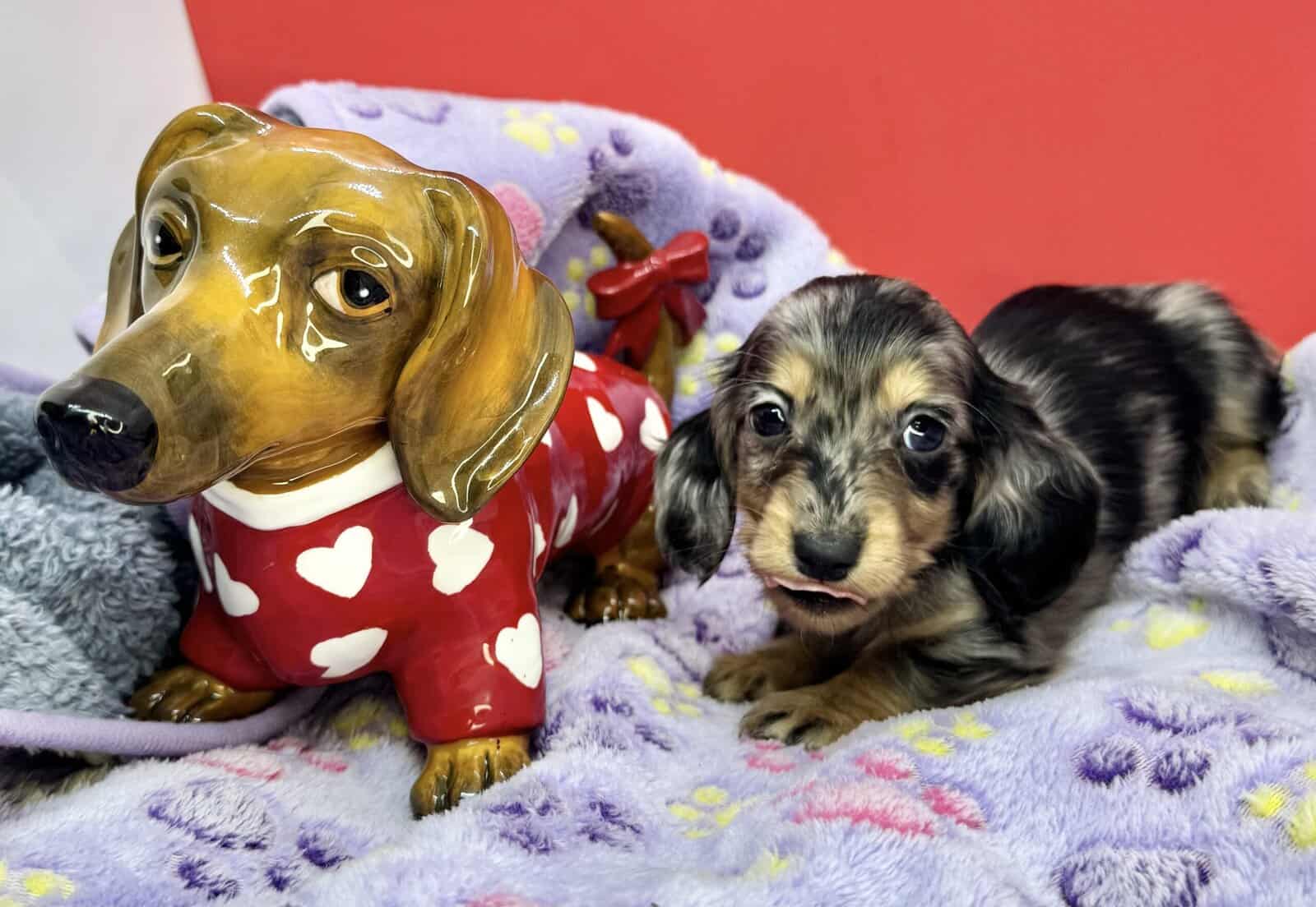 Champion bred dachshund puppies-Import line AKC image 13
