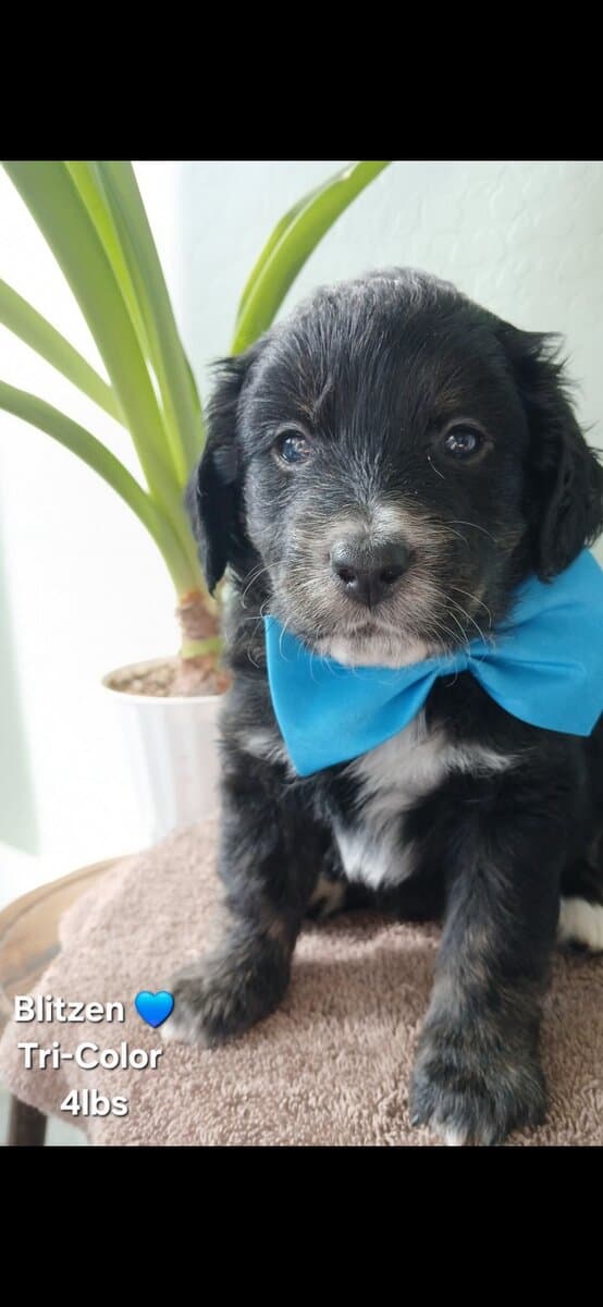 Beautiful Golden Bernedoodles image 9