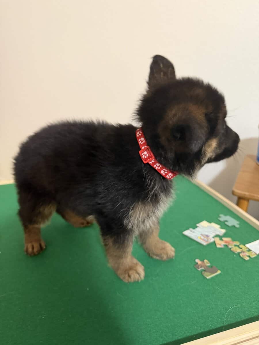 AKC purebred German Shepherd puppies image 9