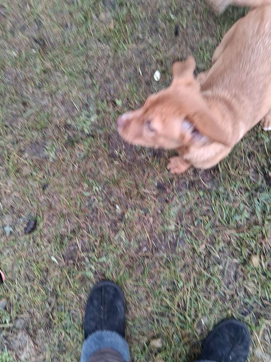 Ridgeback and pit puppies mix image 3