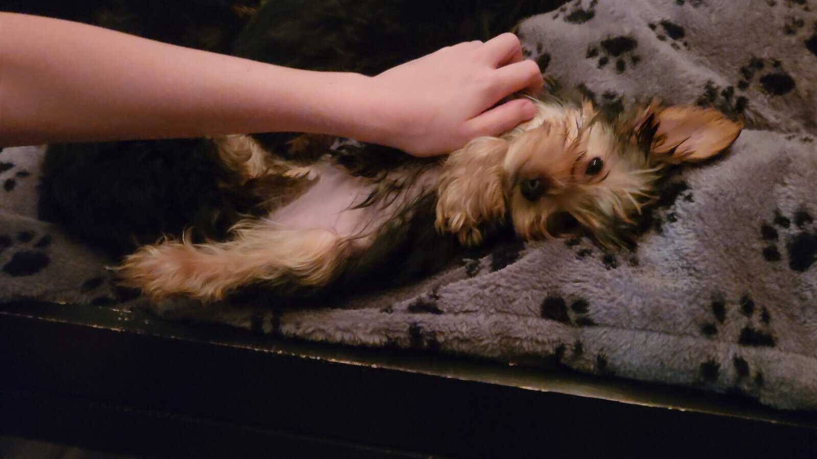 Yorkie puppies for sale image 4