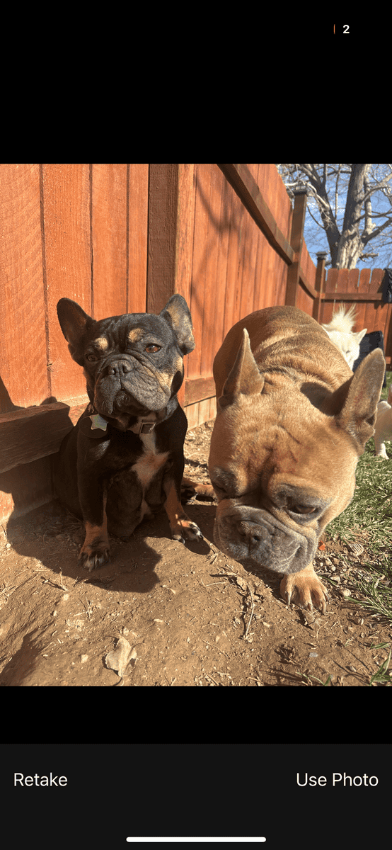 French Bulldog puppies image 8
