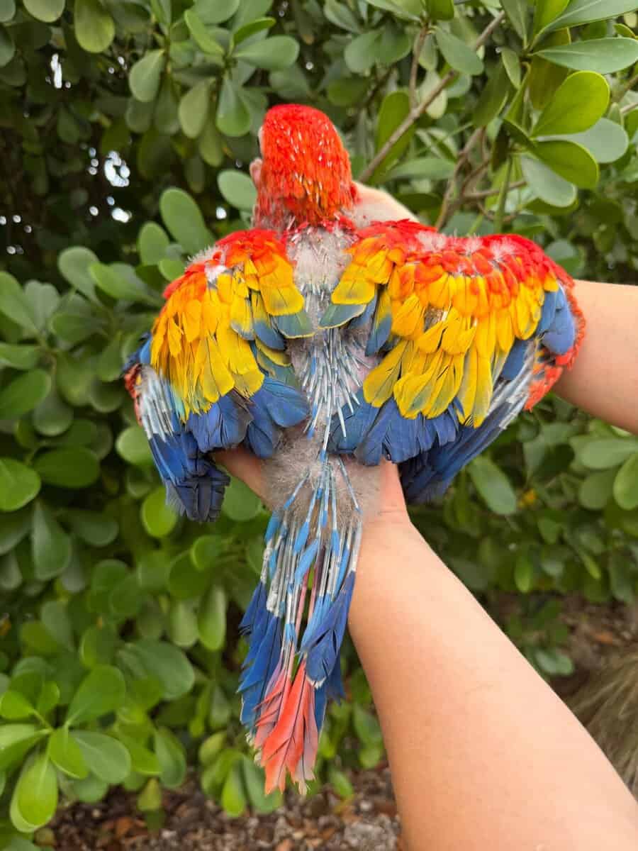 Scarlet Macaw babies image 2