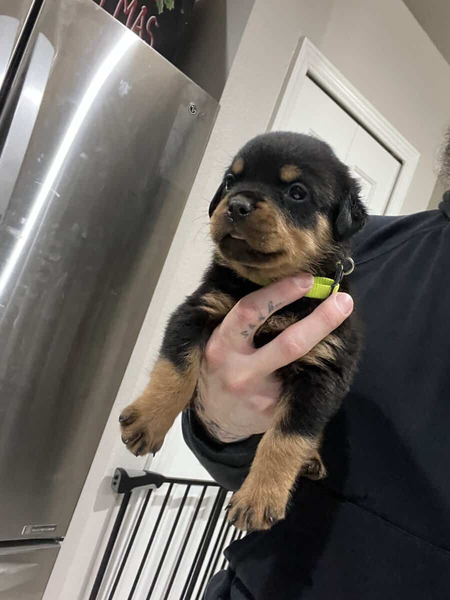 Lime Green Collar Rottweiler image 1