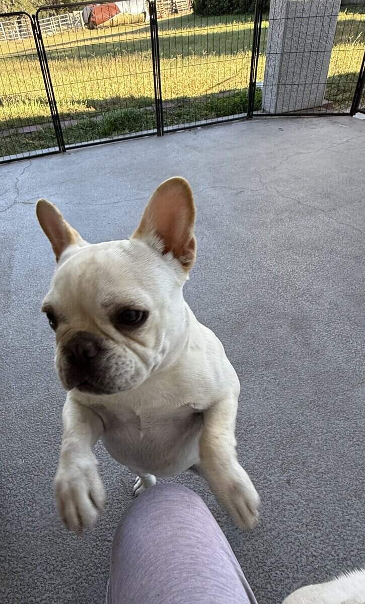fawn 6 months female French Bulldog image 5