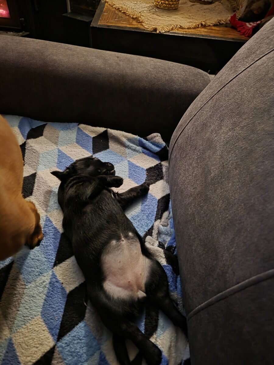 Female chihuahua puppy image 2