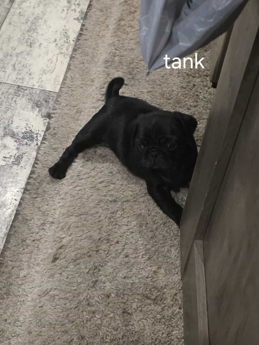 Pug puppies image 2