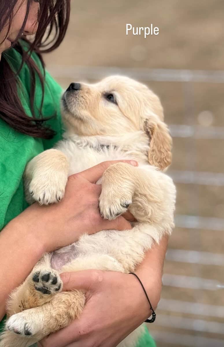Golden retriever puppies image 4