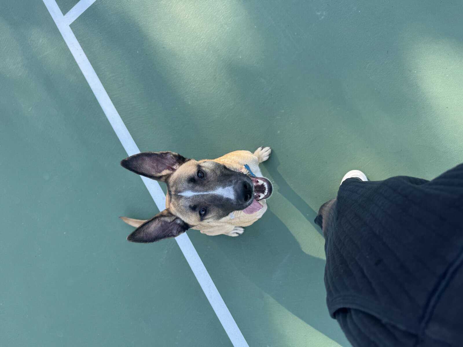 German shepherd/Malinois 1 year old female image 1