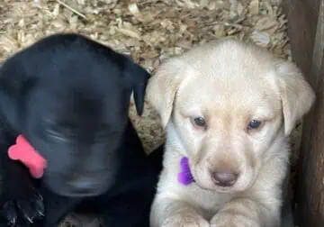 Labrador Puppies AKC Registered