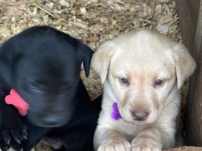 Labrador Puppies AKC Registered