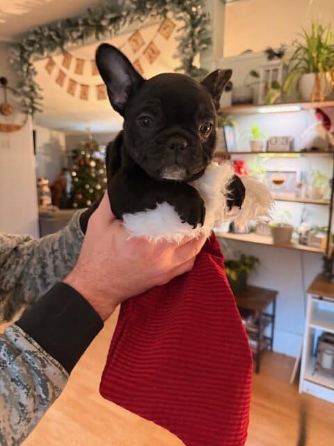 🐾 Miniature French Bulldog Puppies – 9 Weeks Old image 11