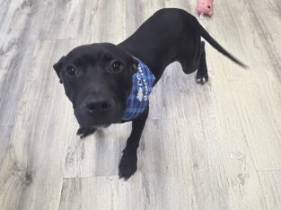 Dallas (7 month male)