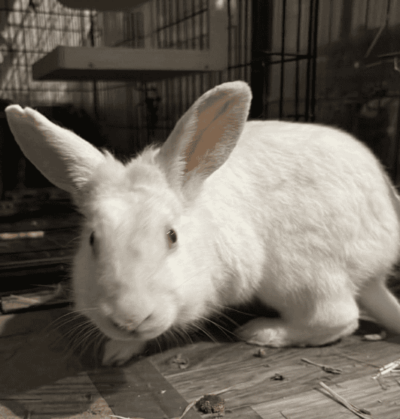 Doodlebug image 1