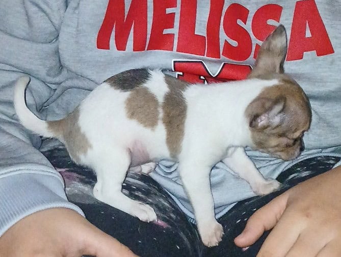 Stunning different colors merle piebald male chihu image 23
