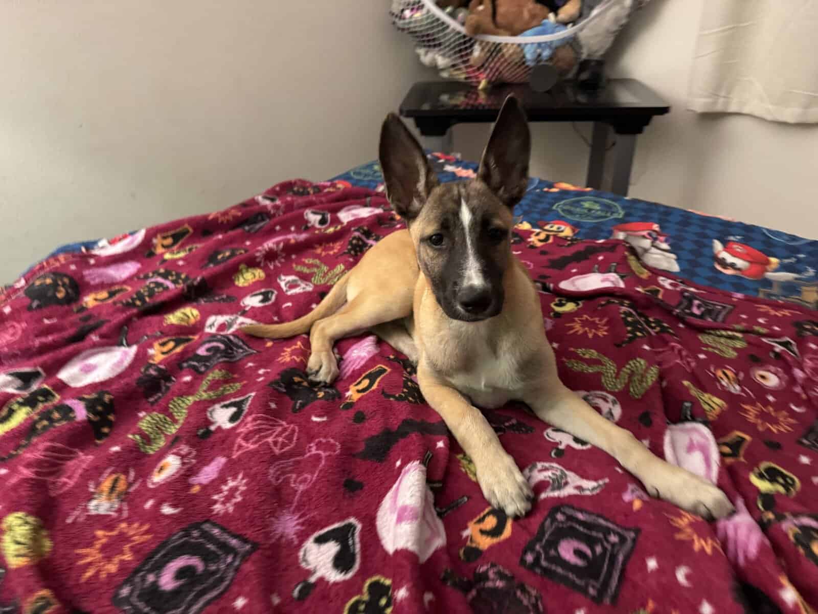 German shepherd/Malinois 1 year old female image 3