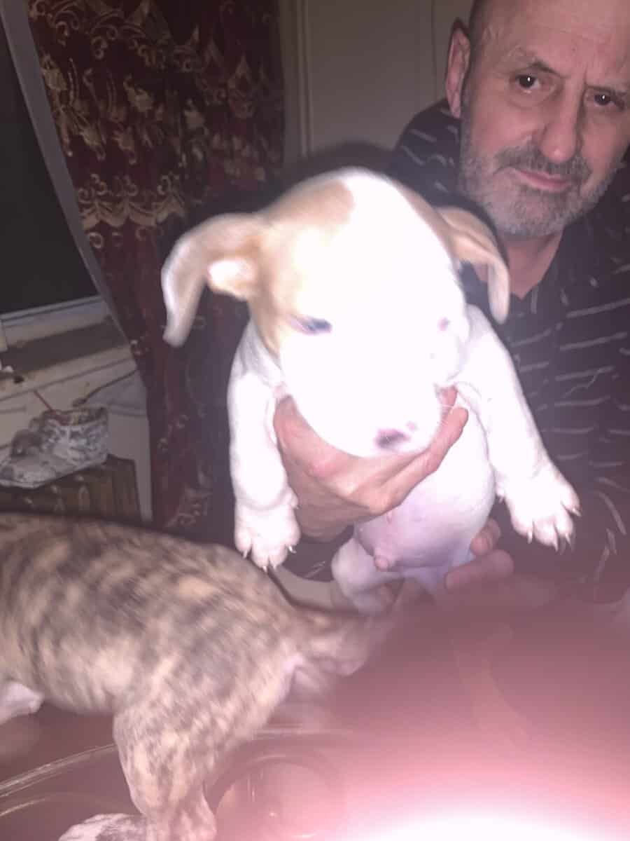 Red nose Puppies for sale image 8