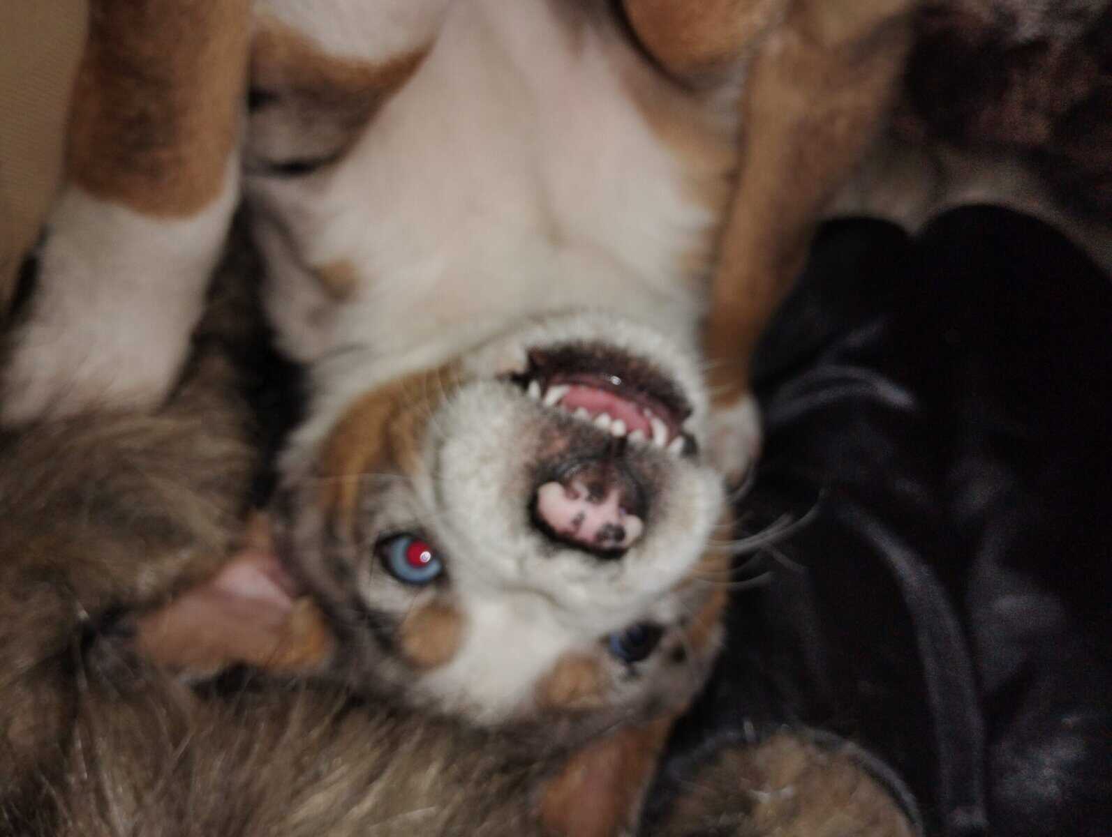 Heeler, collie , and mastiff image 3