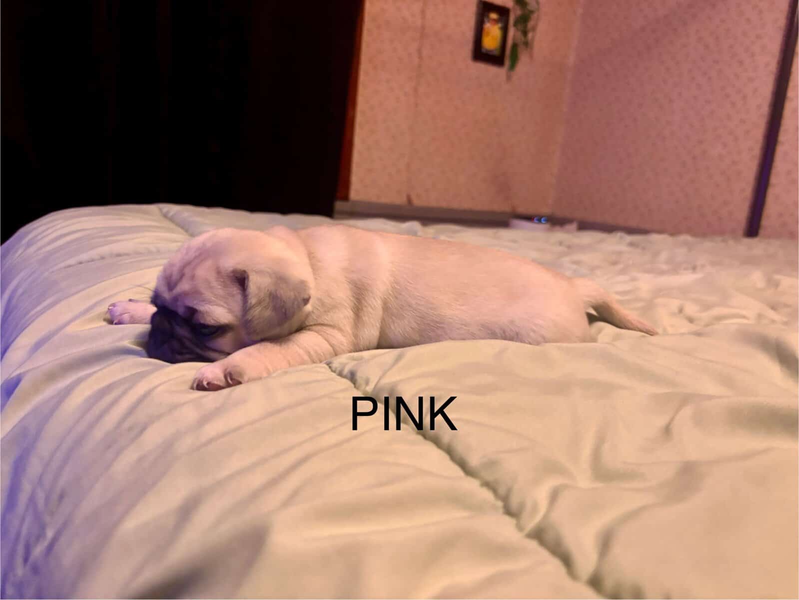 PUG PUPPIES!! image 17