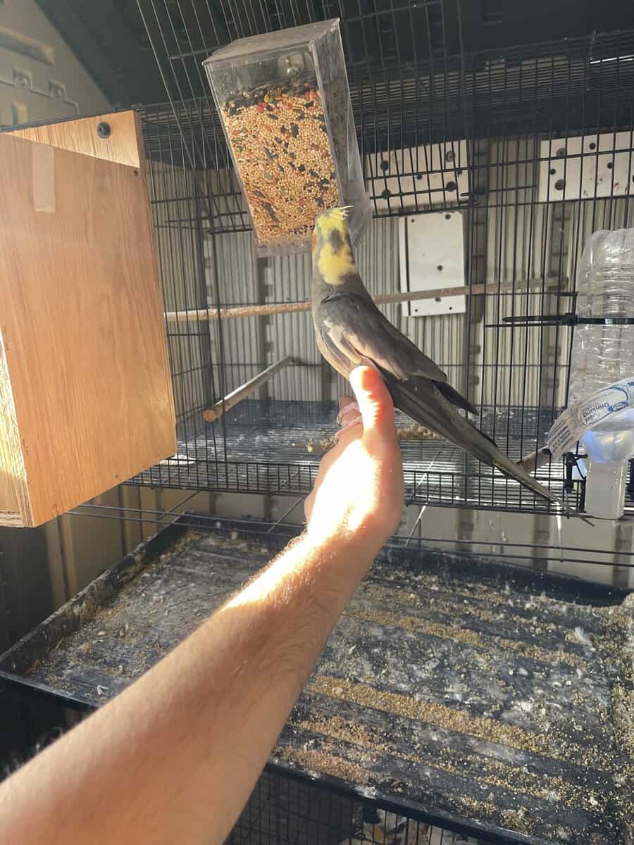 Fully tame female cockatiel image 5