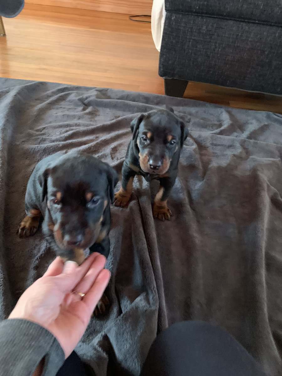 European Doberman Pinscher Puppies image 2