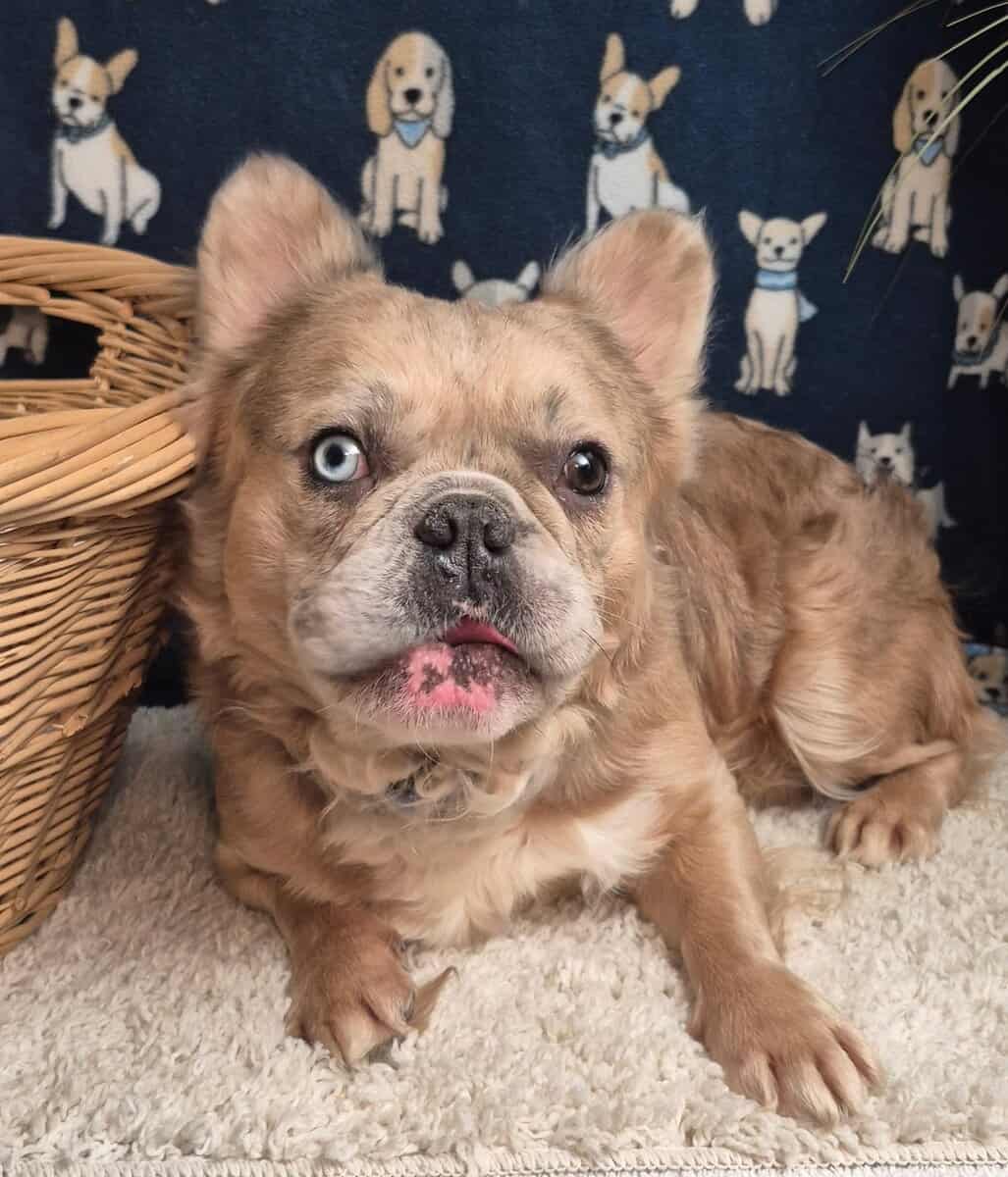 Male Fluffy Frenchie image 1
