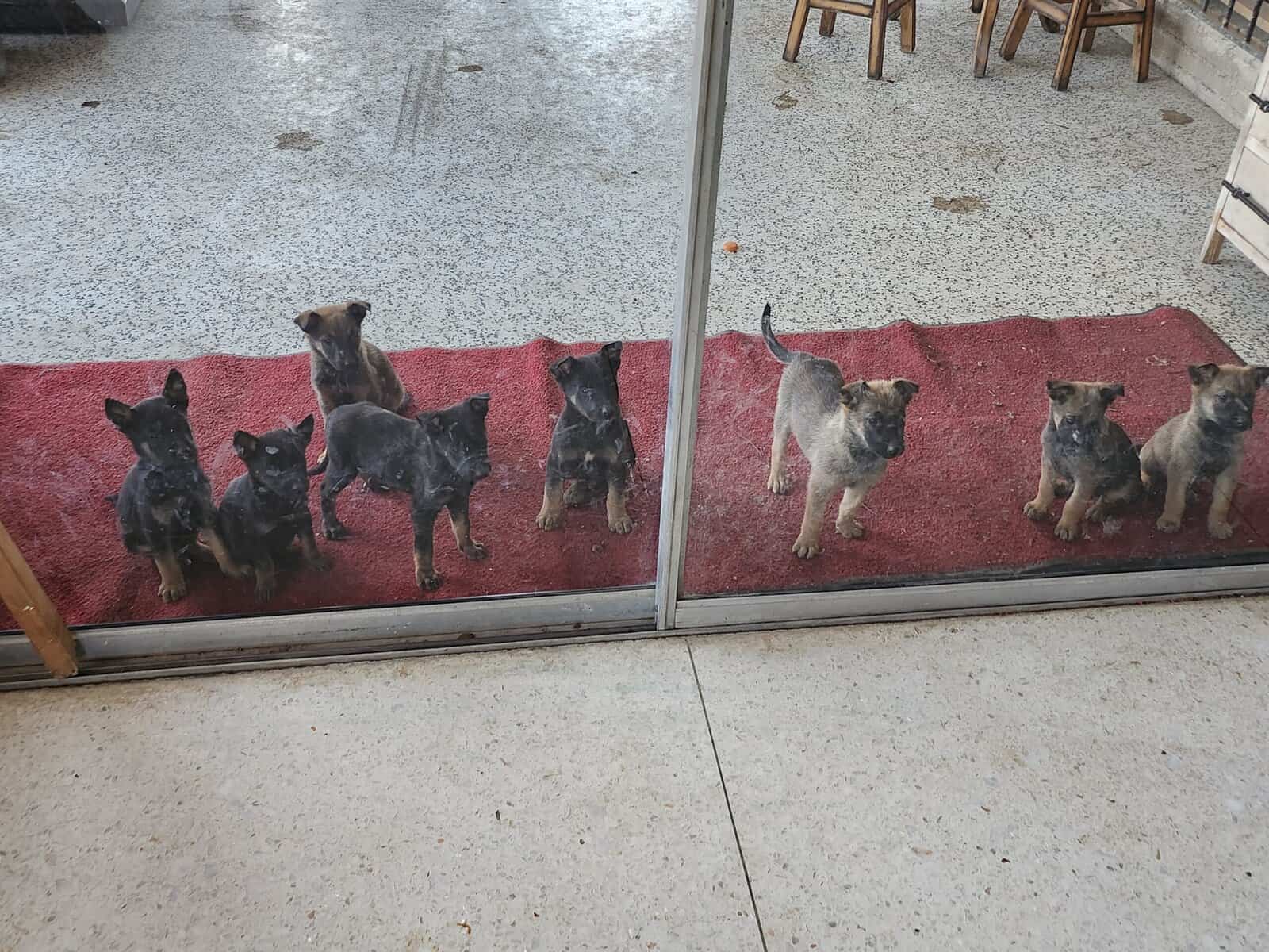 K9 pups image 4