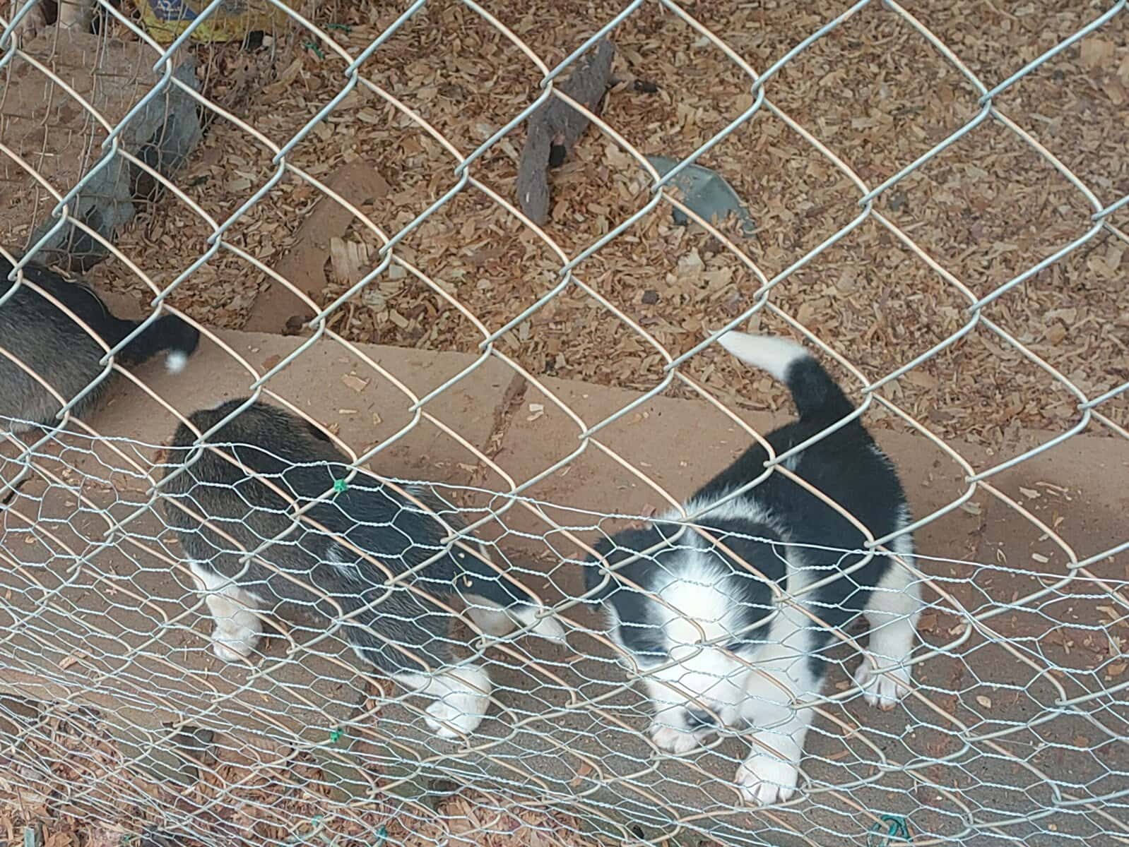 Border Collie/ Australian Shepard mix puppies image 11