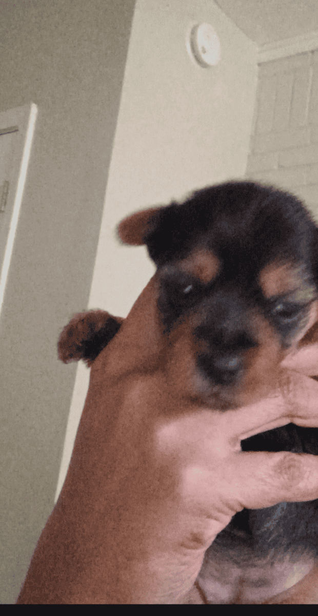 Yorkie pups image 2