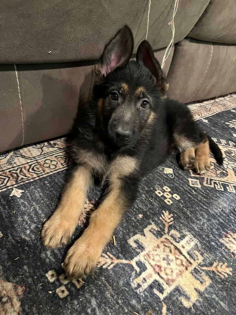 German shepherd puppies image 4